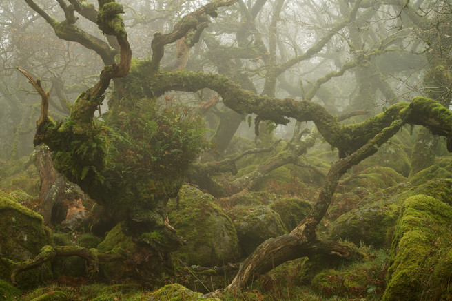 Wistmans Wood - On Landscape