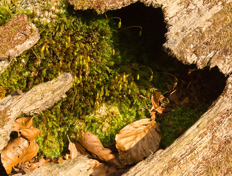 Cave of moss in fallen beech (for OnLandscape) (high pass) LR-3107