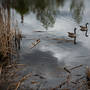 Barry-Rosof-Canada Geese