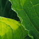 Skunk Cabbage leaf veining patterns