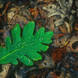 Oak Leaf and Leaf Litter