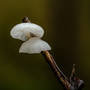 Nz78424 Mushroom12