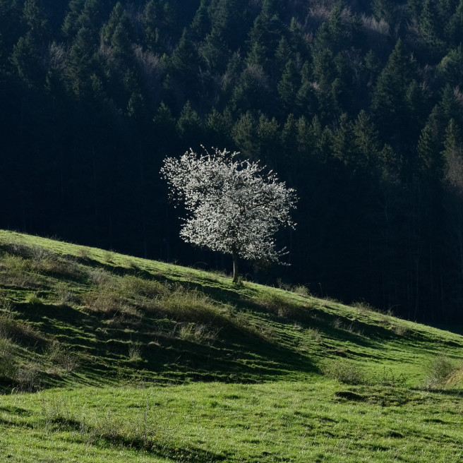 No10 Spring In The Val De Doubs