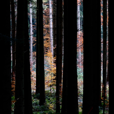 No13 Transswiss Trail In Autumn