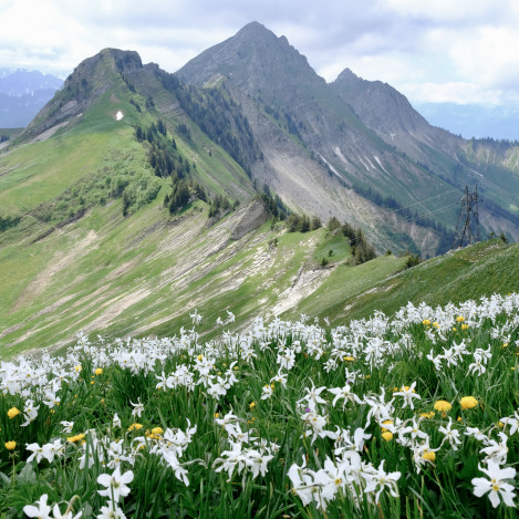 No15 Col De Lys