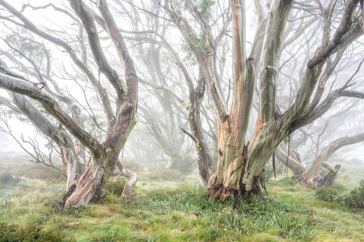 Snowgums In Fog 