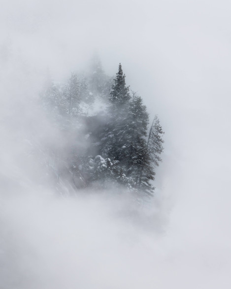 Yosemite Trees In Fog