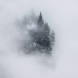 Yosemite Trees In Fog