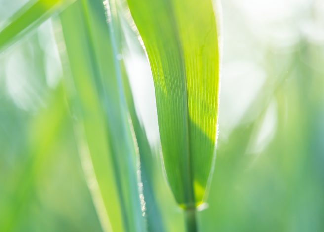 Judith Linders Reeds Throughout The Seasons Spring 1