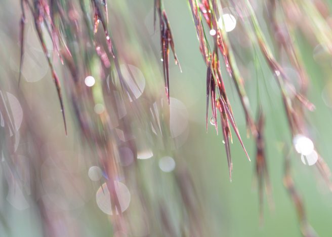 Judith Linders Reeds Throughout The Seasons Summer 2