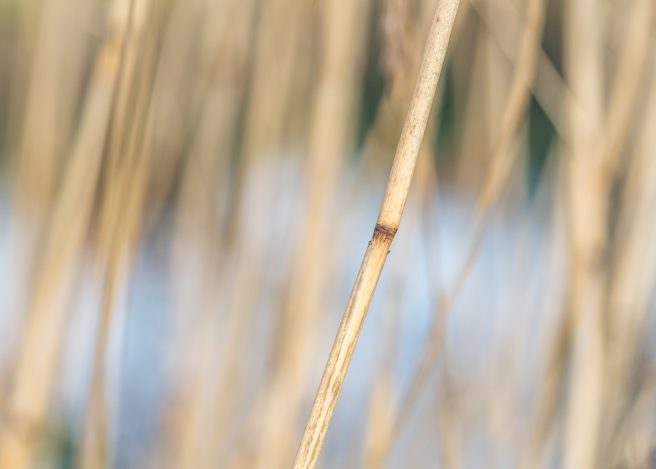 Judith Linders Reeds Throughout The Seasons Winter 4