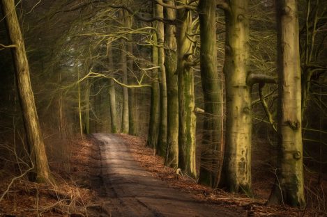 A Woodland Path Entices