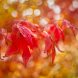 Ruby Acer In A Golden Autumn