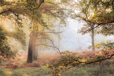 Sunlight Burning Through Morning Fog