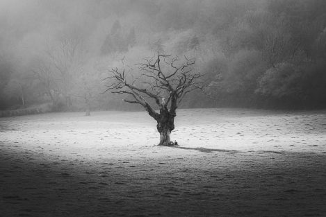 Lone Tree In Sunlight