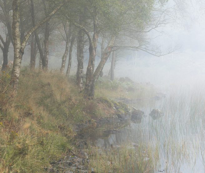 Silver Birch Beside Misty Llyn Bychan