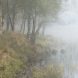 Silver Birch Beside Misty Llyn Bychan