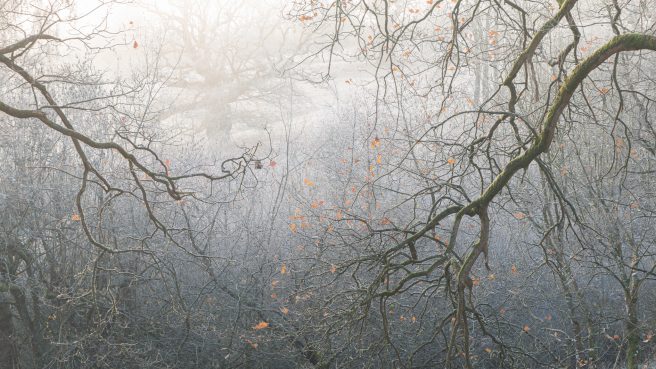 Tree Branches In Frost