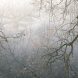 Tree Branches In Frost