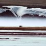 Alaskan Arctic Circle In Spring, Caribou Wandering In A Herd