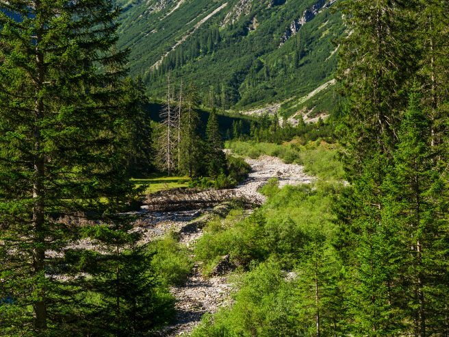 Sommermorgen Im Angerleboden, Bschlabser Tal, Tirol.