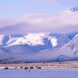 Grazing Cattle On Snow Covered Ranchland, Eastern Sierra