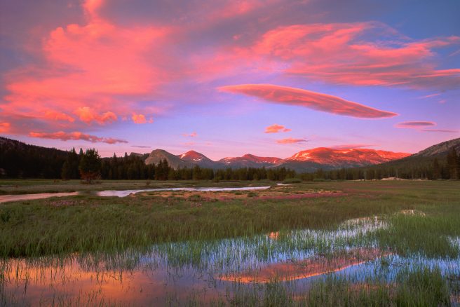 Field Of Alpine Shooting Stars At Sunset, Tuolumne Meadows, Yose