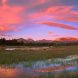 Field Of Alpine Shooting Stars At Sunset, Tuolumne Meadows, Yose