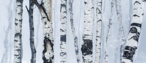 Banding Birches