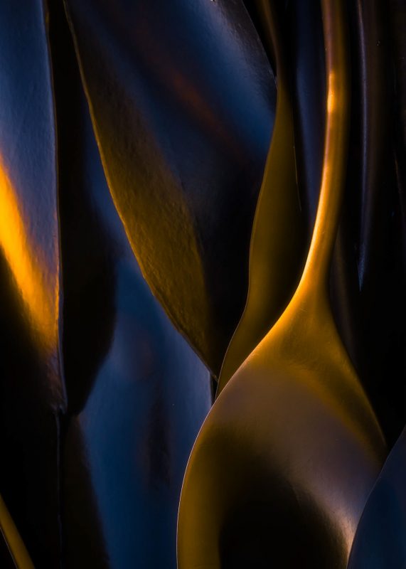 Kelp On Opinan Beach