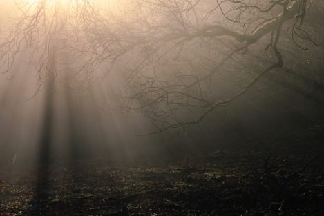 Branches In Morning Fog & Light 3